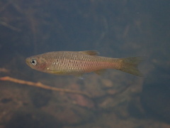 Aphyocypris normalis