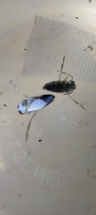 Notonecta indica