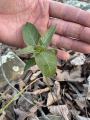 Asclepias quadrifolia