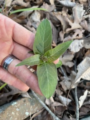 Asclepias quadrifolia