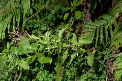 Senecio rufiglandulosus