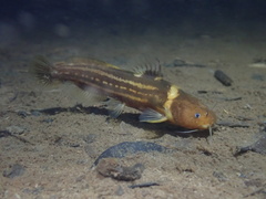 Tachysurus trilineatus