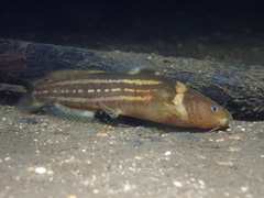Tachysurus trilineatus
