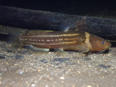 Tachysurus trilineatus