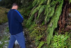 Senecio rufiglandulosus