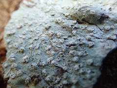 Pertusaria subambigens