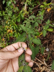 Andean nightshade (Solanum interandinum)