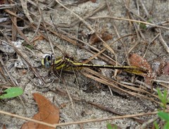 Phanogomphus minutus