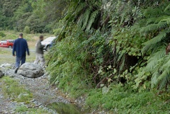 Senecio rufiglandulosus