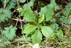 Senecio rufiglandulosus