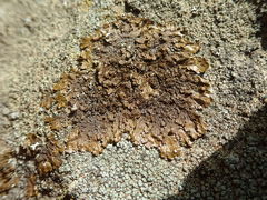 Melanohalea exasperata