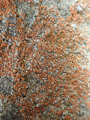 Polycauliona luteominia luteominia