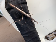 Archimantis quinquelobata