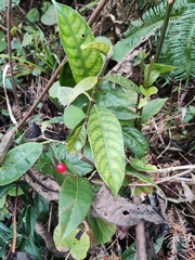 Ardisia japonica
