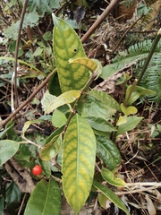 Ardisia japonica