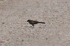 Struthidea cinerea cinerea