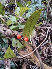 Ardisia japonica