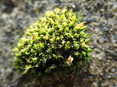 Schistidium maritimum