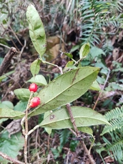 Ardisia japonica