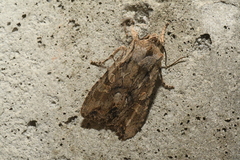 Lithophane disposita