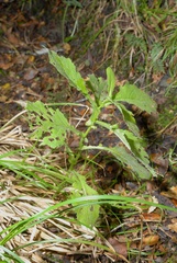 Senecio rufiglandulosus