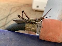 Macrolobalia ocellata