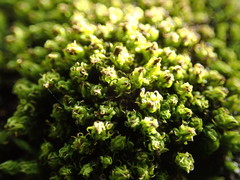 Plenogemma phyllantha