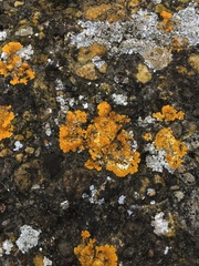 Variospora aurantia