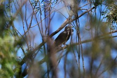 Corvus coronoides coronoides