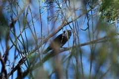 Corvus coronoides coronoides