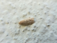 Antaeotricha haesitans