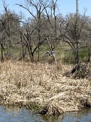 Ardea herodias