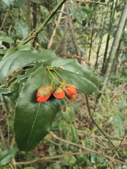 Euonymus centidens
