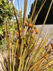 Libertia peregrinans