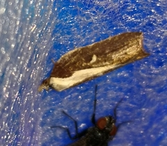 Acleris cristana