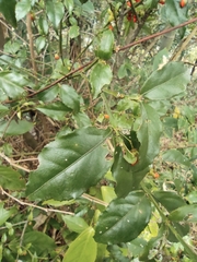 Euonymus centidens