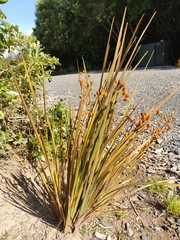 Libertia peregrinans