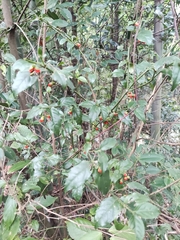 Euonymus centidens