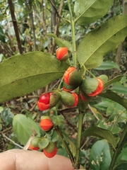 Euonymus centidens