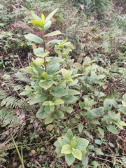 Symplocos paniculata