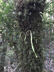 Notogrammitis angustifolia