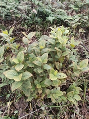 Symplocos paniculata