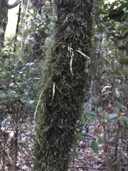 Notogrammitis angustifolia