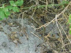 Medopheos edracanthus