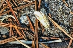 Achyra affinitalis
