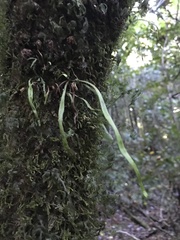 Notogrammitis angustifolia