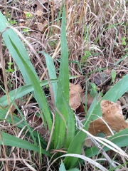 Eryngium yuccifolium