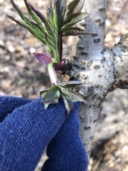 Sambucus racemosa pubens