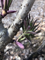 Sambucus racemosa pubens