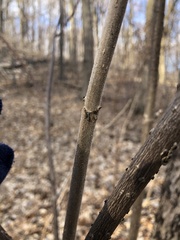 Sambucus racemosa pubens